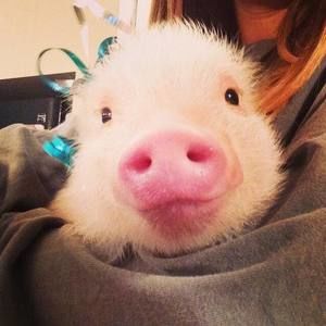 Meet your Posher, Lisa